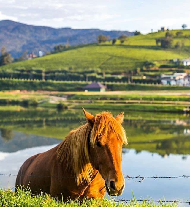 Nuwara Eliya City Tour – The Little England of Sri Lanka - Photo 1