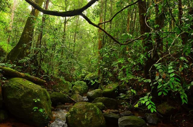 Sinharaja Rainforest – Gateway to Sri Lanka’s Natural Heritage - Photo 1
