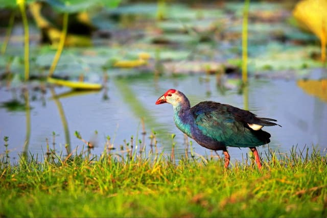 Bundala National Park – Sri Lanka’s Birdwatching Haven - Photo 1