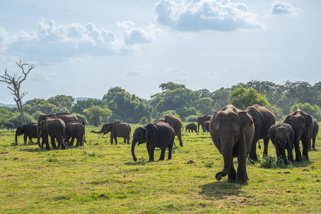 Minneriya National Park – Home of the Great Elephant Gathering