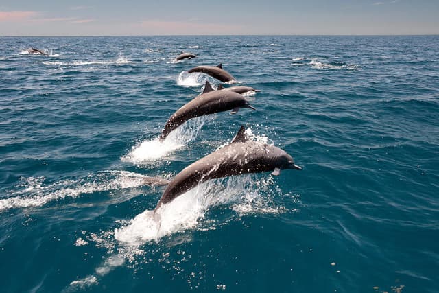 Whale Watching in Trincomalee – Discover Sri Lanka’s Giants of the Ocean - Photo 3