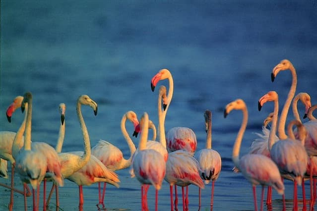 Bundala National Park – Sri Lanka’s Birdwatching Haven