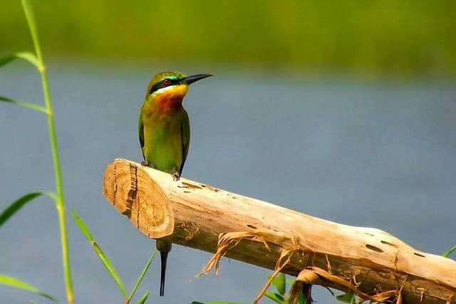 Muthurajawela Boat Safari in Sri Lanka – A Hidden Wetland Paradise Near Colombo - Photo 5