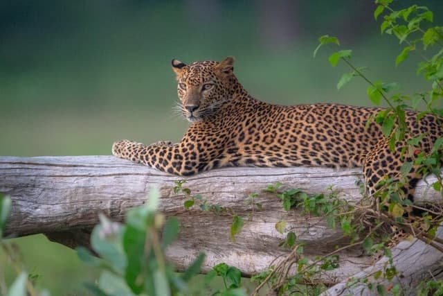 Kumana National Park – Sri Lanka’s Birdwatching Paradise - Photo 2