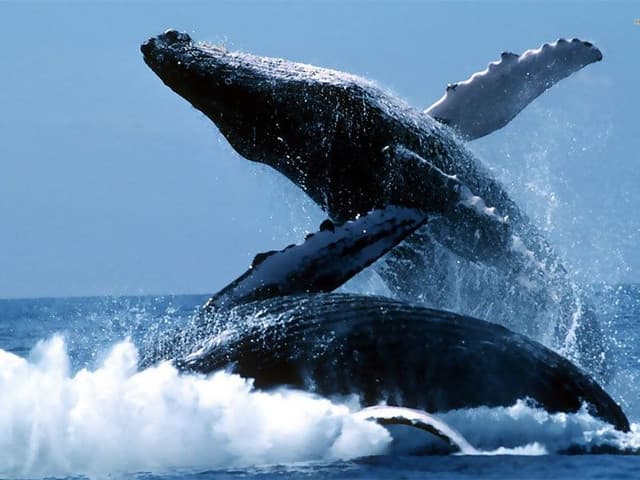 Whale Watching in Mirissa – A Must-Do Marine Adventure in Sri Lanka - Photo 3