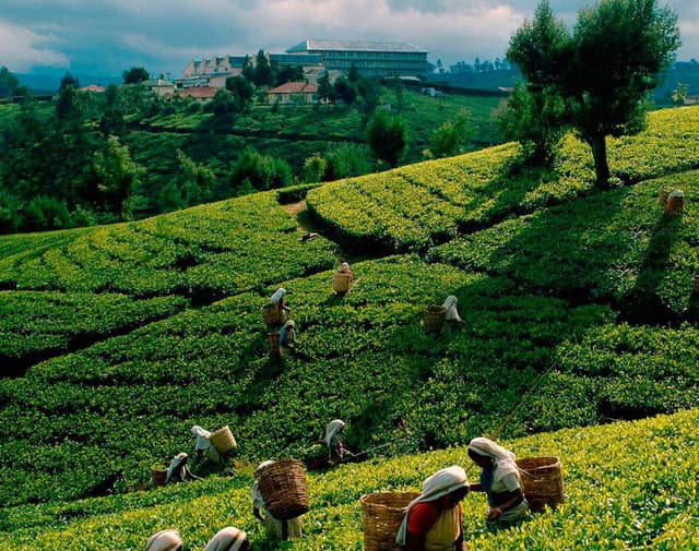 Giragama Tea Plantation - Authentic Sri Lanka Hill Country Tea Experience