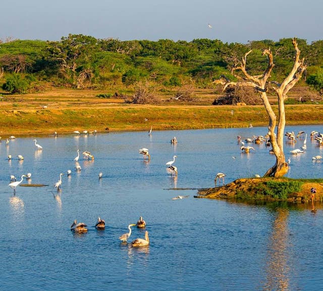 Bundala National Park – Sri Lanka’s Birdwatching Haven - Photo 3