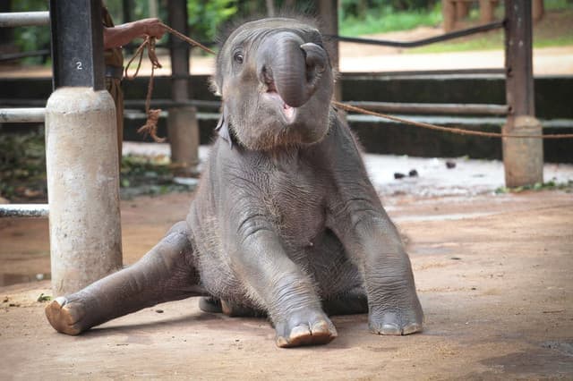 Ath Athuru Sevana Elephant Experience & Udawalawe Safari from Colombo 3
