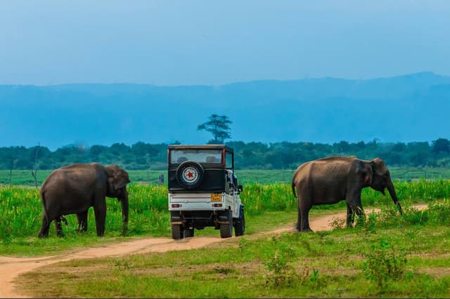 Ath Athuru Sevana Elephant Experience & Udawalawe Safari from Colombo 5