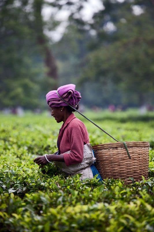 Nuwara Eliya Tea Plantation Tours: Discover Sri Lanka’s Highland Heritage - Photo 4