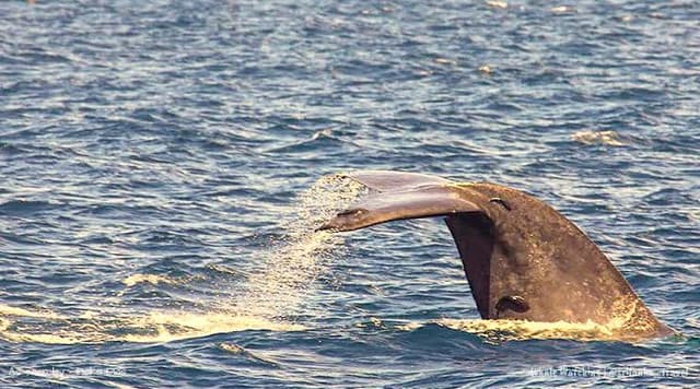 Whale Watching in Trincomalee – Discover Sri Lanka’s Giants of the Ocean - Photo 4