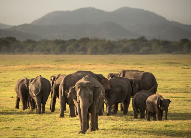 Minneriya National Park – Home of the Great Elephant Gathering - Photo 1