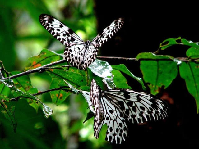 Sinharaja Rainforest – Gateway to Sri Lanka’s Natural Heritage - Photo 5