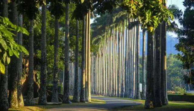 Peradeniya Botanical Garden: Sri Lanka’s Royal Green Sanctuary