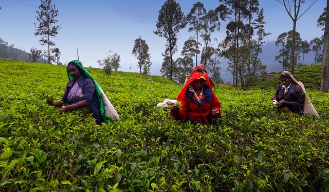Pedro Tea Estate Nuwara Eliya: Authentic Tea Plucking Experience in Sri Lanka’s Hill Country - Photo 1