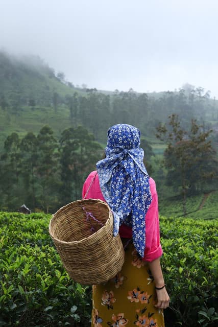 Pedro Tea Estate Nuwara Eliya: Authentic Tea Plucking Experience in Sri Lanka’s Hill Country